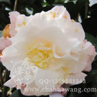 芭蕾舞 2-3年小苗