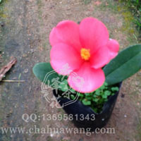 秀峰四季杜鹃茶花