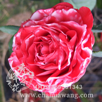新塔莉尔小姐 2-3年小苗
