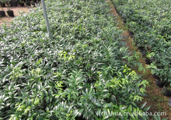 种植基地