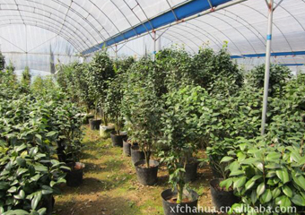种植基地