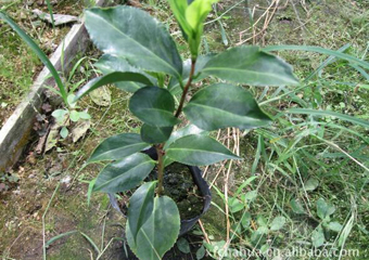 种植基地