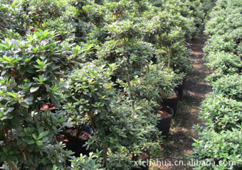 种植基地